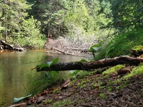 Fox River (1) Stock Footage 93850039