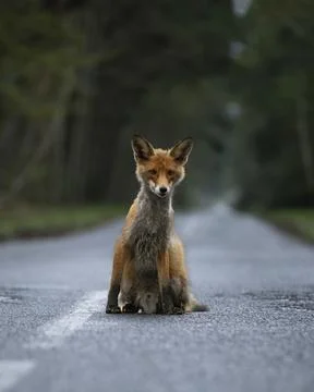 Fox on the road Stock Photos