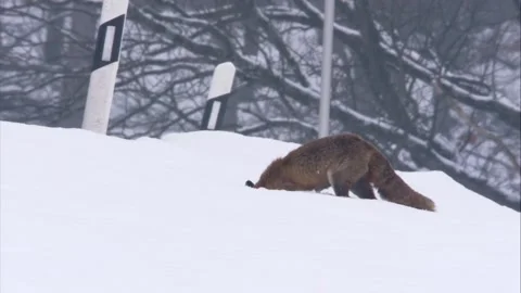 Fox on the roadside in winter Stock Footage 296626521