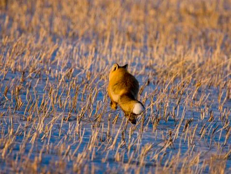 Fox on the Run Stock Photos