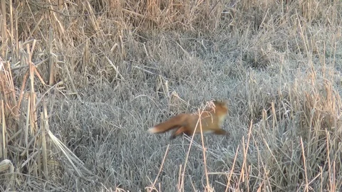 Fox Running In The Frost Slow Motion Stock Footage 102144105