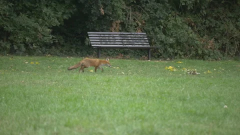 A fox running in the park. 動画素材 101468725