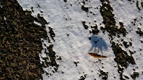 Fox Running in Snow Stock Footage 184106830