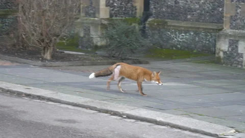 A fox is running on a street. 動画素材 121817186