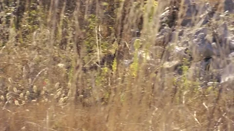FOX RUNNING THROUGH THE FOREST DURING THE DAY Stock Footage 138756934