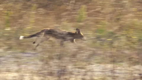 FOX RUNNING THROUGH THE FOREST DURING THE DAY Stock Footage 138756945