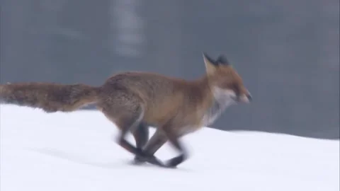 Fox running through the snow Stock Footage 296626599