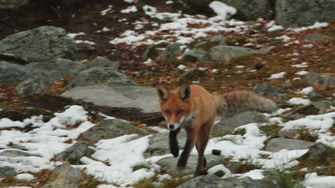 Fox running towards camera and continues 스톡 동영상 117939325
