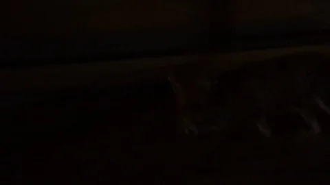 Fox runs up to his snack Stock Footage 91713194