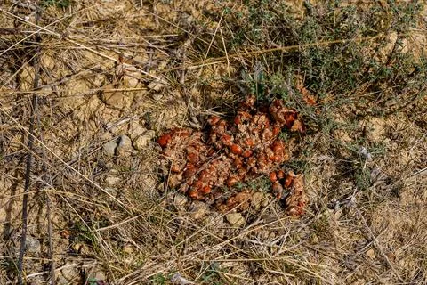 Fox scat on dry ground containing red berries Stock Photos