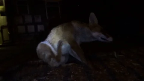 Fox scratching itself at night Stock Footage 91330428