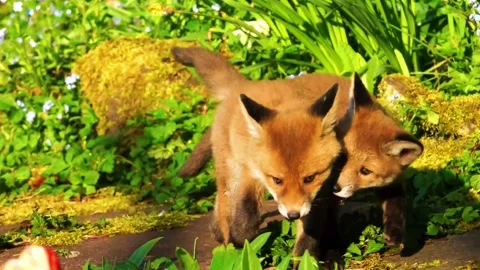  Fox Searching on Ground Stock Footage 323143893