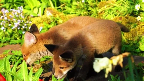 Fox Searching on Ground Stock Footage 323143906