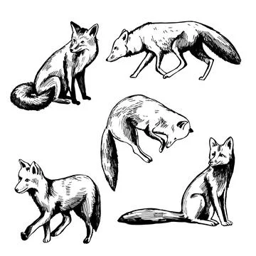 Fox set.  Sketch  illustration. Stock Illustration