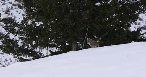 The Fox Shelters Under the Big Tree Vídeo Stock 239973572