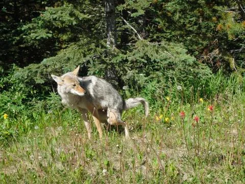A fox is shitting on the field Stock Photos