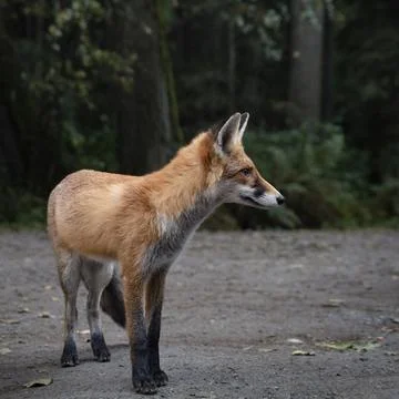Fox side portrait Stock Photos