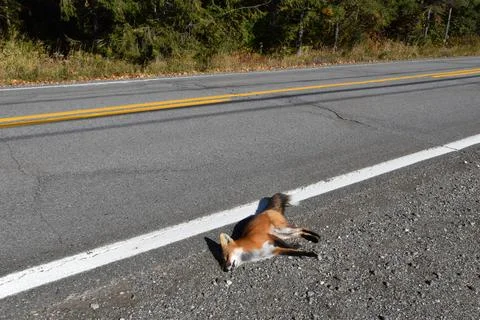 A fox on the side of the road Stock Photos