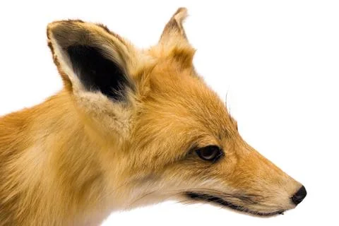 Fox Side View Isolated on a White Background Stockfoto's
