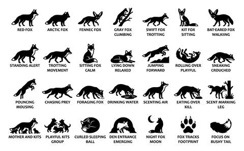 Fox silhouette icon set. Featuring red, fennec, and arctic foxes. Including.. Stock-Illustration