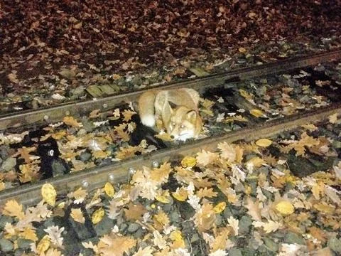 A fox sits on the railway in the fall Foto stock