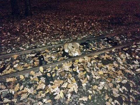 A fox sits on the railway in the fall Foto stock