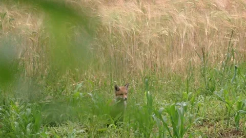 Fox sits in the tall grass in summer Stock Footage 276457513