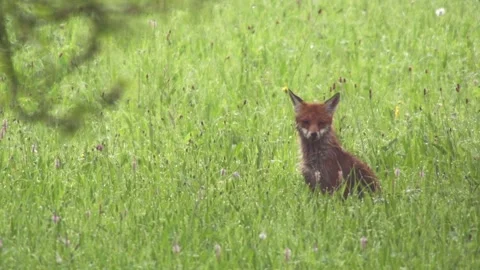 Fox sits in the tall grass in summer,(slow-motion) Stock Footage 276457638