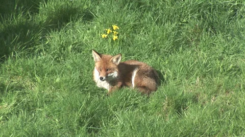 Fox sitting and looking around Stock-Footage 36563309