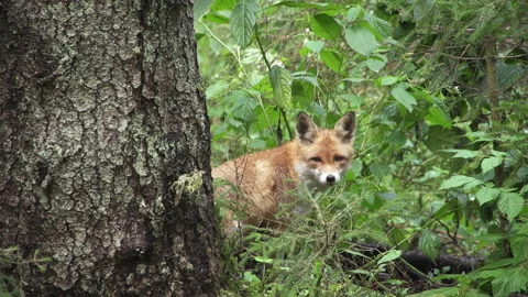 The fox is sitting behind a tree. Look around and jump on the tree. Stock-Footage 178031467