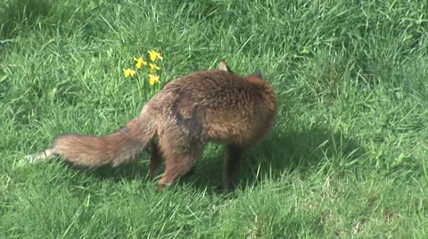 Fox sitting down relaxing on grass field Stock Footage 36562488