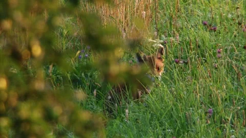 Fox Sitting at the Edge of a Blooming Summer Meadow Stock Footage 313601895