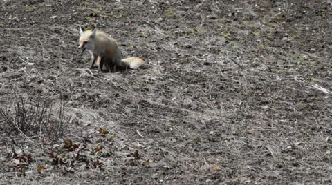 Fox Sitting Stock Footage 22807717