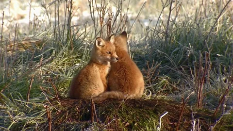 Fox Sitting in Grass Stock Footage 310864169