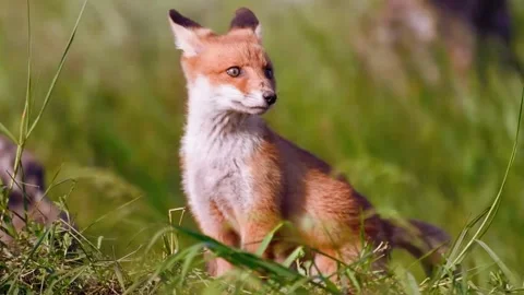 Fox Sitting in Grass Stock Footage 310864173