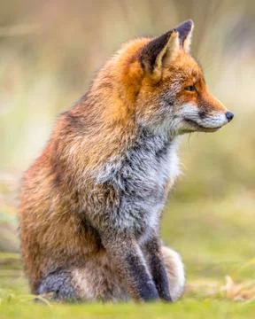 Fox sitting in grass Stock Photos