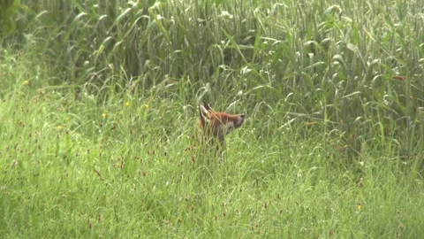 Fox sitting in high grass in summertime Stock Footage 276457545