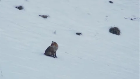 Fox sitting on a meadow in the snow Stock Footage 296626627