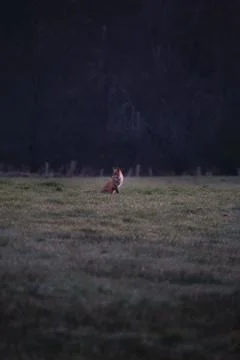 Fox sitting at a pasture Stock Photos
