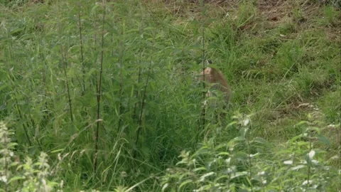 Fox sitting in tall grass Stock Footage 220452467