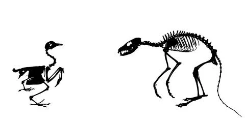 Fox skeleton predator hunter against prey chicken bird silhouette イラスト素材