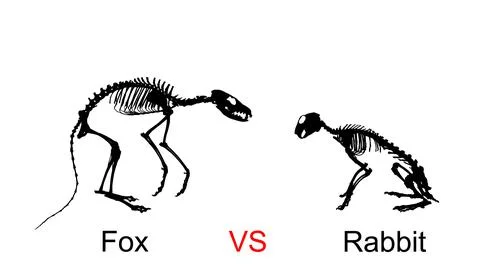 Fox skeleton predator silhouette against prey rabbit skeleton vector Stock Illustration