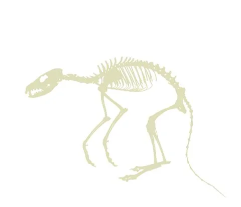 Fox skeleton vector silhouette illustration isolated on white Illustrazione stock