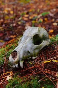 Fox skull in the forest Stock Photos