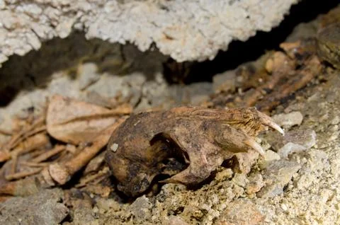 Fox skull Stock Photos