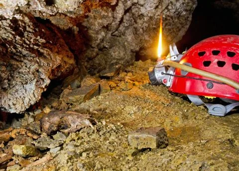 Fox skull Stock Photos