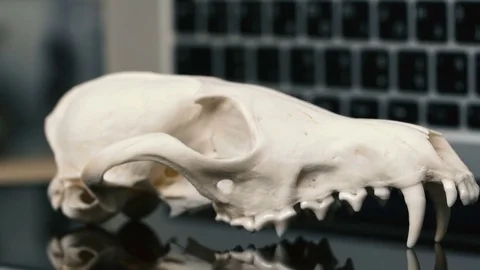 Fox skull without the lower jaw on the laptop keyboard. Concept of the dangers Stock Footage 73434089