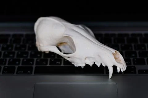 Fox skull without the lower jaw on the laptop keyboard. Concept of the dangers Stock Photos