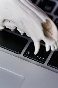 Fox skull without the lower jaw on the laptop keyboard. Concept of the dangers Stock Photos