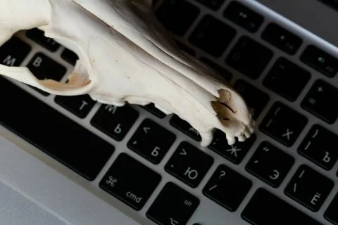 Fox skull without the lower jaw on the laptop keyboard. Concept of the dangers Stock Photos